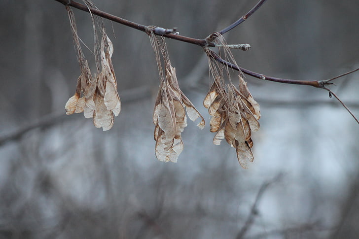 hiver, graines, Direction générale de la, nature, arbre, en plein air