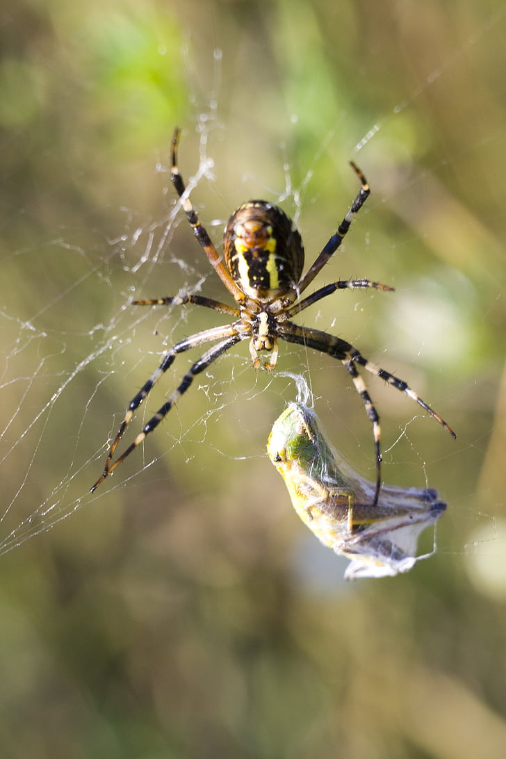 spider, macro, nature, cobweb