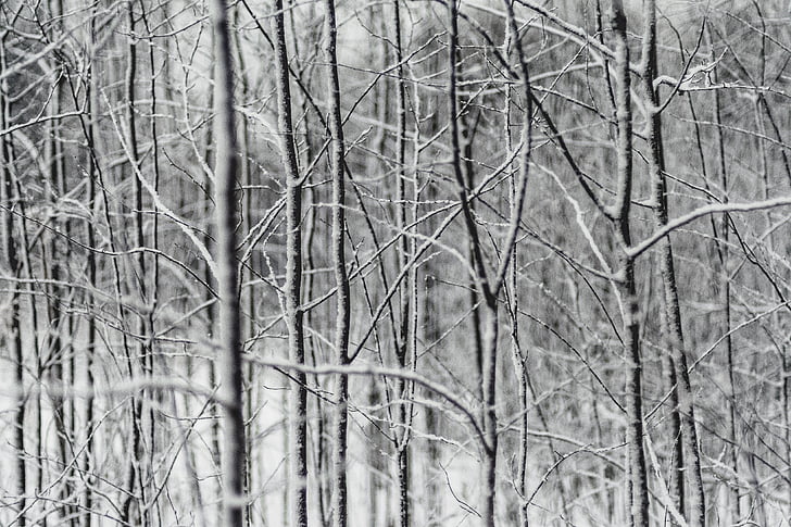 escala de grisos, fotografia, sense fulles, arbres, arbre, branca, planta