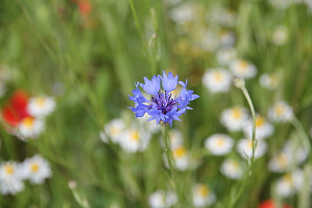 καλαμποκάλευρο, δειγμένο λουλούδι, λουλούδι Λιβάδι, άνθιση, το καλοκαίρι, το πεδίο, μπλε