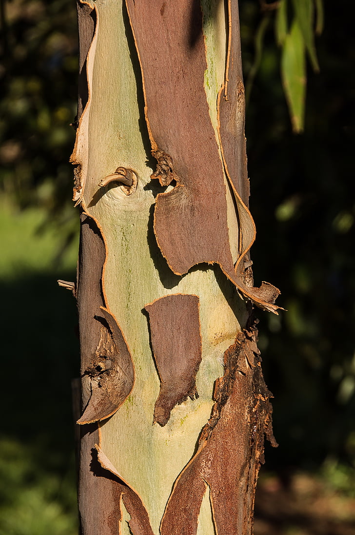 Gum tree, bark, peeling, brun, grön, träd, eucalypt