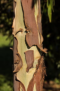 arbre de goma, escorça, descamació, marró, verd, arbre, eucaliptus