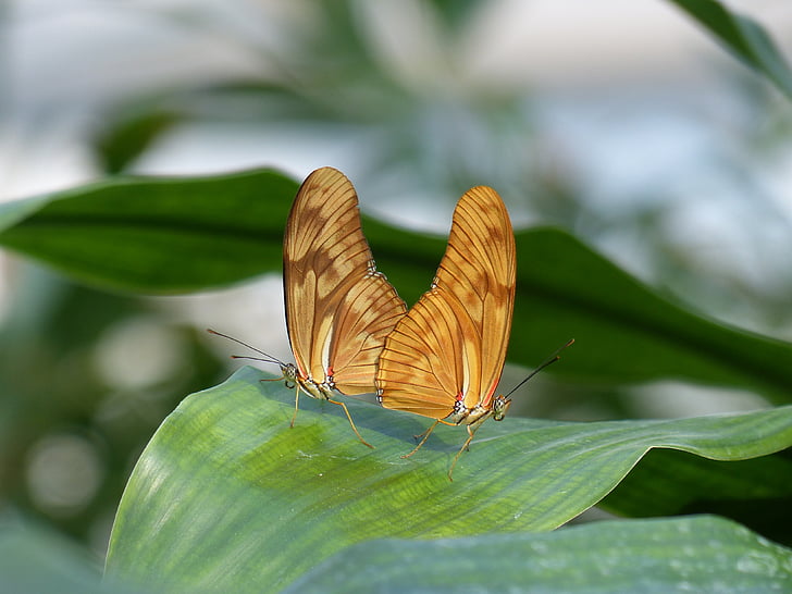 fjärilar, Julia fjäril, Dryas iulia, Orange, insekt, djur, naturen