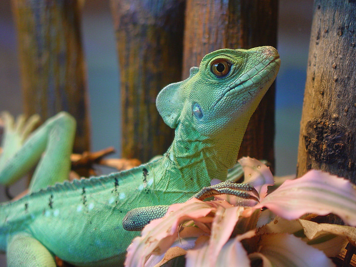 iguana, lizard, animals
