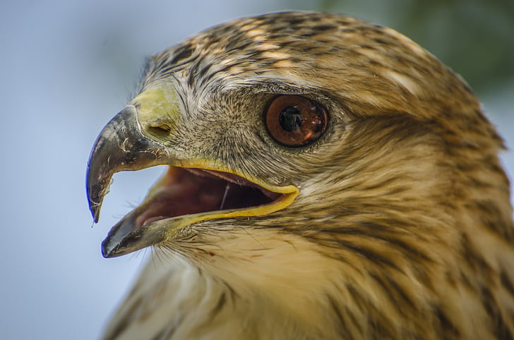 Falcon, volně žijící zvířata, pták, zvíře, zvířecí portrét