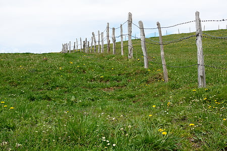 pasture, meadow, nature, green, fence, barbed wire, limit