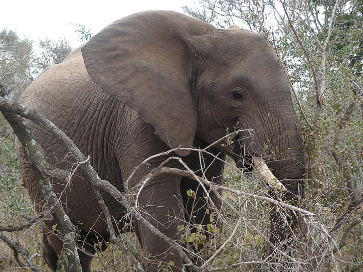 Wildpark, olifant, Safari, Afrikaanse bush elephant, steppe, natuur, dieren in het wild