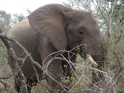 Taman Margasatwa, Gajah, Safari, gajah Afrika bush, stepa, alam, satwa liar