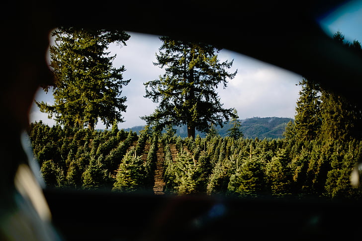 nature, trees, plants, mountain, view, car, travel