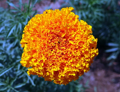 Marigold, bunga, kuning, Genda, jhenduphool, gondephool, Tagetes erecta