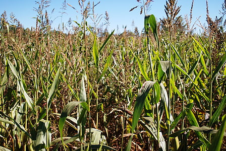 kukuřice, kukuřice, farma, zemědělství, pole
