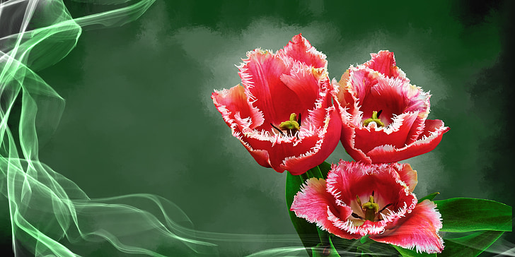 tulip, flower, plant, blossom, bloom, spring, flora