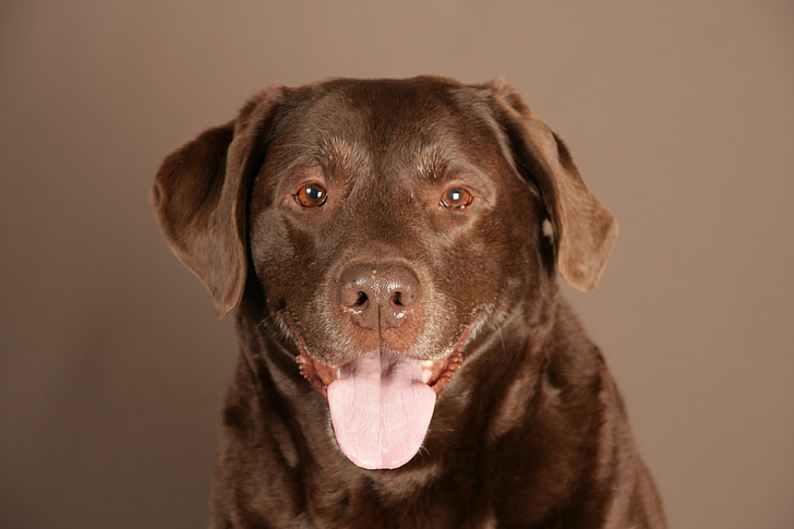 Labrador, perro, animal, marrón, mascota