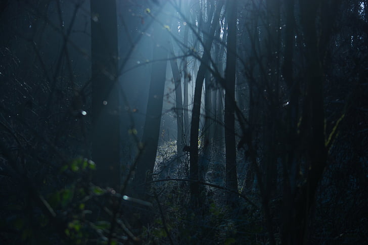 mörka, lynnig, skrämmande, spooky, naturliga, Woods, Forrest