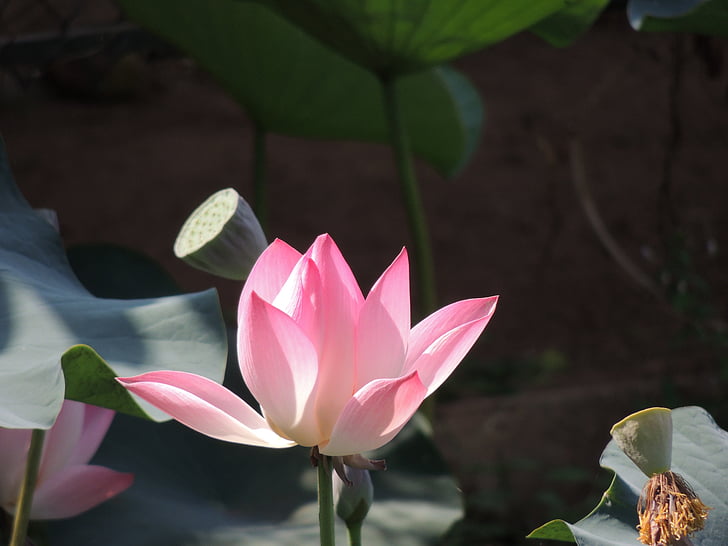 Lotus, puķe, Lotus flower, rozā, ūdens, zieds, ezers