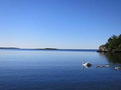 swans, sea, blue, family, waterfowl, fauna, nature