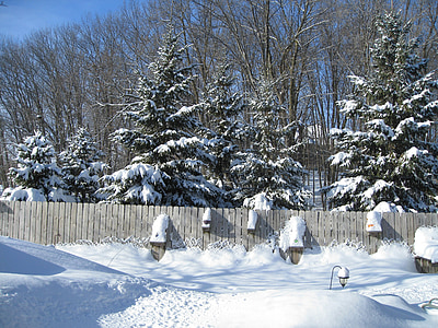 kerítés, erdőben, szezon, fehér, hideg, jég, hó