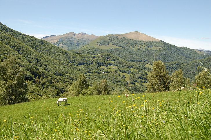 les pastures, muntanya, natura, cavall, Prato, verd, cel
