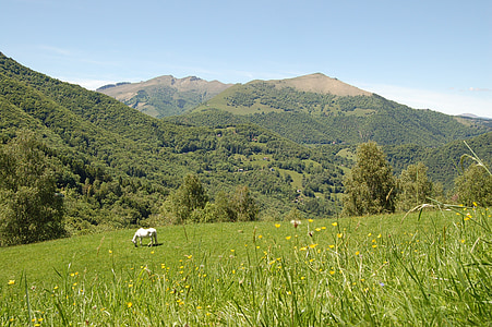 pasture, mountain, nature, horse, prato, green, sky