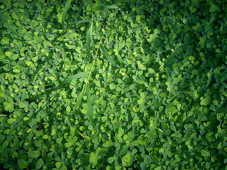trevo, grama, verde, orvalho, molhado, planta, Prado