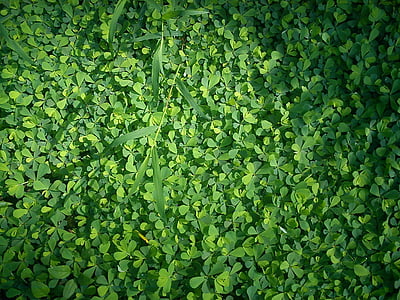 clover, grass, green, dew, wet, plant, meadow