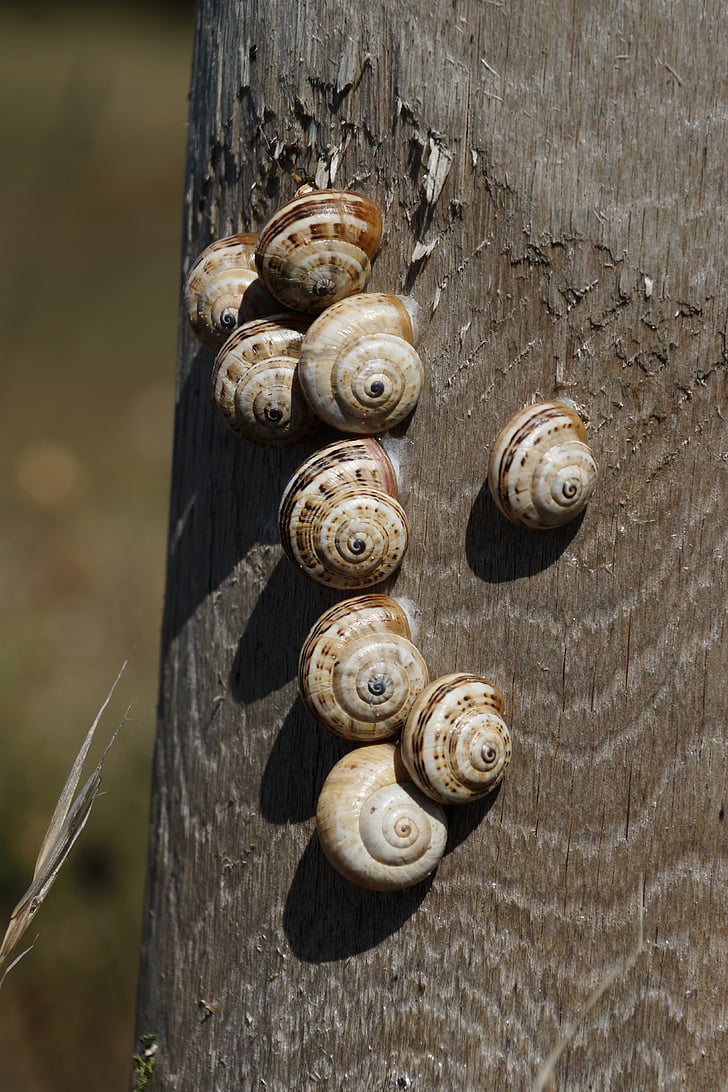 snails, shell, group, nature, spiral