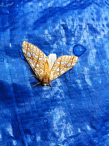 papillon de nuit, Or, jaune, insecte, bug, ailes, blanc