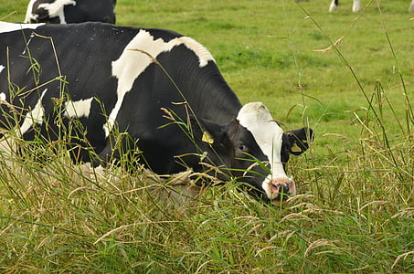 Корова, говядина, крупный рогатый скот, молочные продукты, молоко, черный, Белый