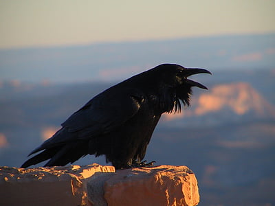 Havran, Blackbird, Corvus, Vrána, černá, pták, strašidelné
