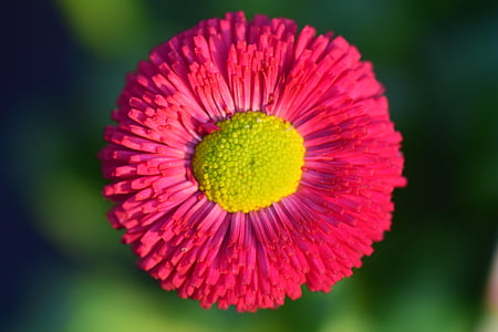 Daisy, merah, bunga, Blossom, mekar, tanaman, warna