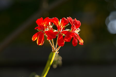 Gerani, flor, flor, flor, planta ornamental, planta de balcó, vermell