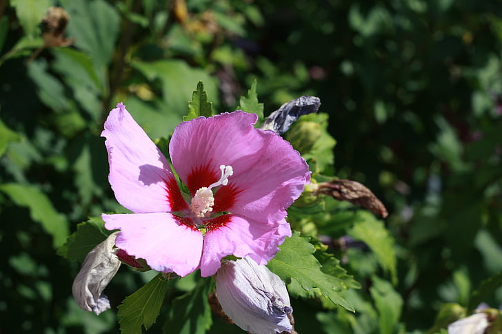 Hibiscus, Blossom, blomst, Hibiscus blomster, lilla, stempel, natur