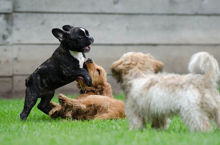 playing puppies, young dogs, french bulldog, cocker spaniel, puppies, playing dogs, young dog