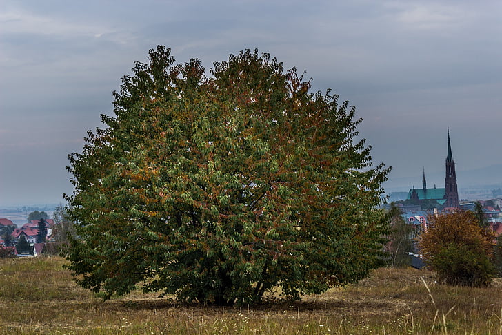 drevo, padec, jeseni, narave, listov, sezona, pisane