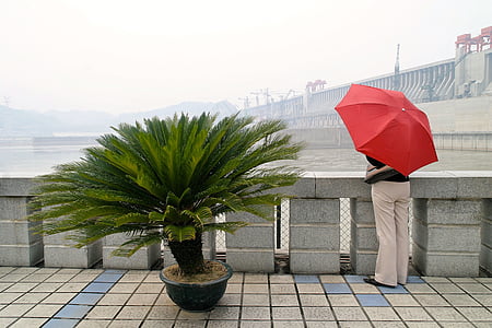 Red, ecran, Dam, plante, copac umbra, umbrela de soare