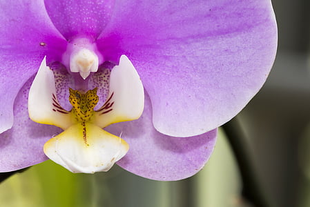 Orchid, Couleur, macro, fleur, nature, en fleurs, plantes