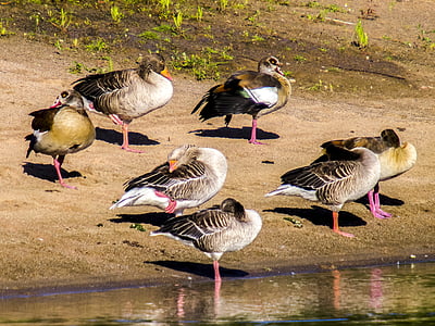 goose, nilgans, greylag goose, water bird, bird, nature, animal