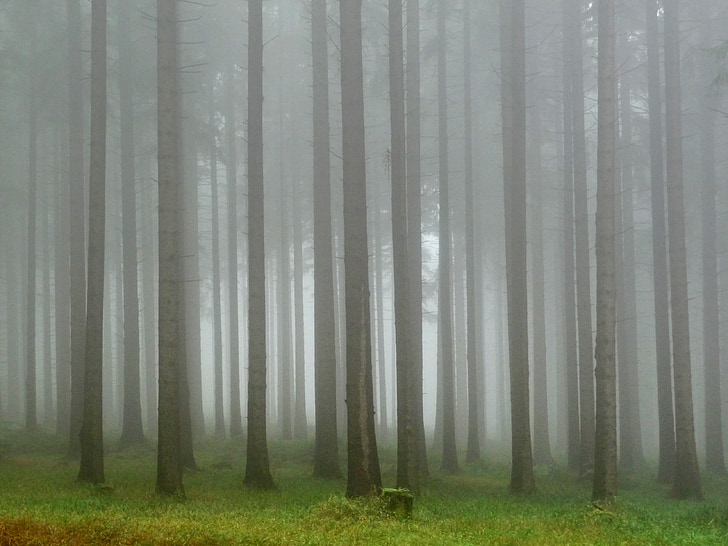 forest, the fog, hiking trail, mysterious, tree, magical, mystery