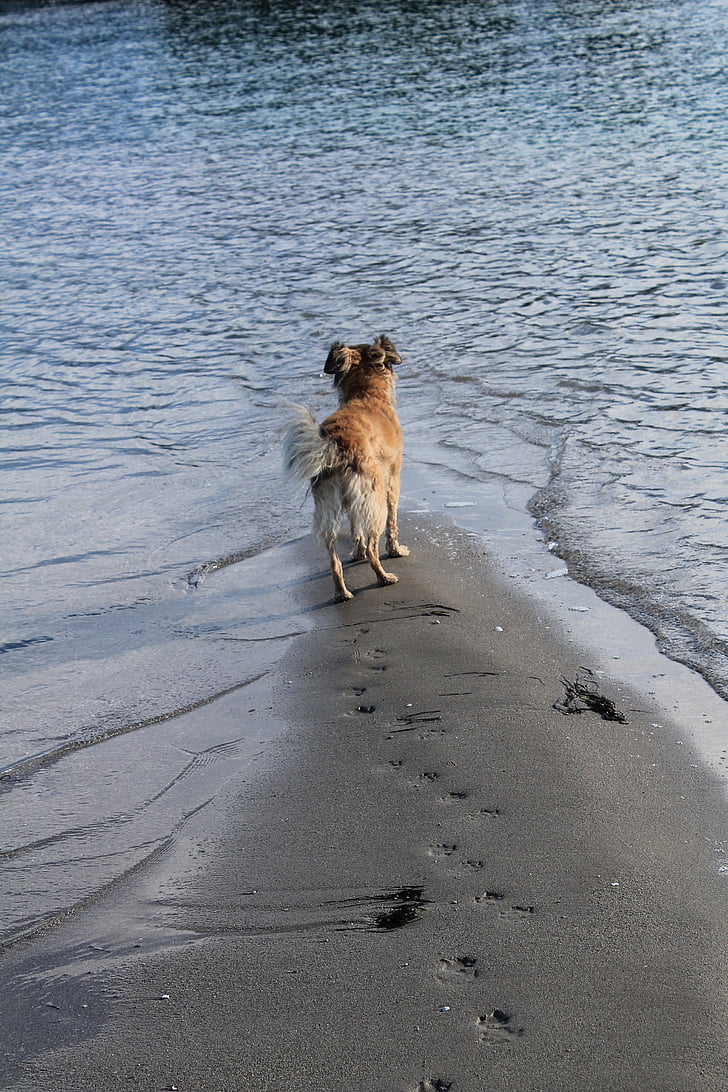 สุนัข, ชายหาด, ทราย, ทะเล, น้ำ, สิ้นสุด, น้ำท่วม