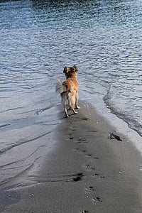 kutya, Beach, homok, tenger, víz, vége, árvíz