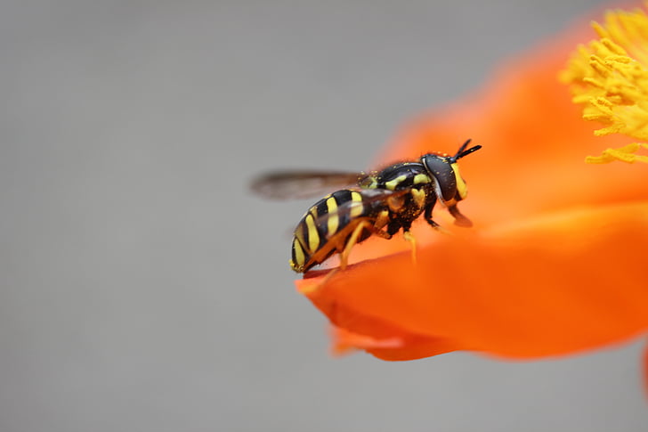 wasp, poppy, insect, pollination, animal, collect nectar, bee