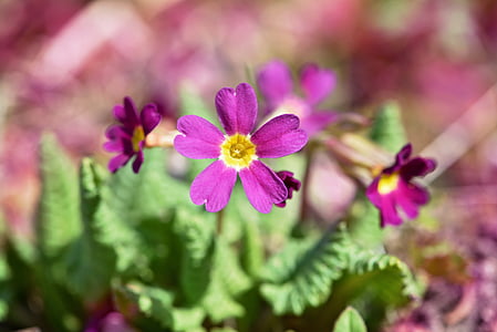 kissenprimel, ungu, cowslip, kesalahan besar awal, bunga musim semi, bunga, tanaman