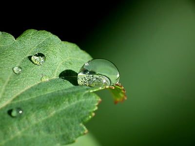 drop, water, leaf, green, nature