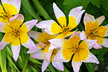 tulipanes, tumor amarillo, tulipán bicolor, primavera, flor, floración, flor
