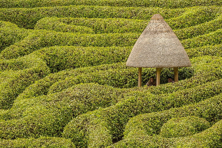 maze, glendurgan, hedge, hut, garden, cornwall, pattern