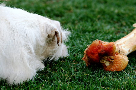 dog, small, white, jack russel terrier, bone, big