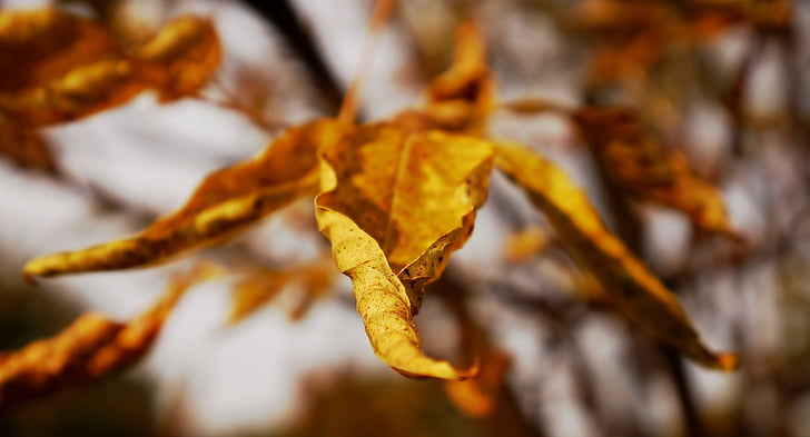 Gamta, šakelėmis, lapų, rudenį, medis, geltona, sezono metu