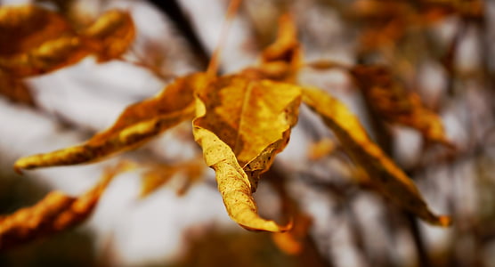 Natura, gałązka, liść, jesień, drzewo, żółty, sezon