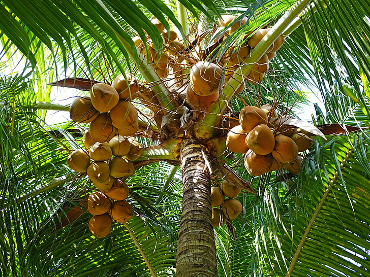 coconuts, green, leaves, tree, nature, tropical, sunlight