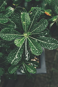 closeup, photography, green, plant, dew, leaf, nature